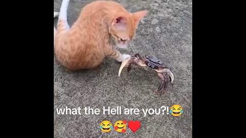 Cat messed Up with the Wrong Crab😂😂😂🥰🥰