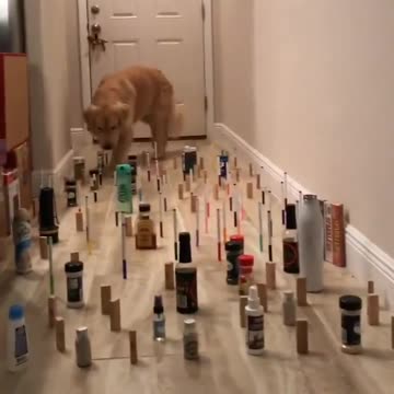 Dog that moves like a cat