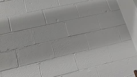 TOY CON TOY SHOW 11/01/25 BRIDGEVIEW, ILLINOIS