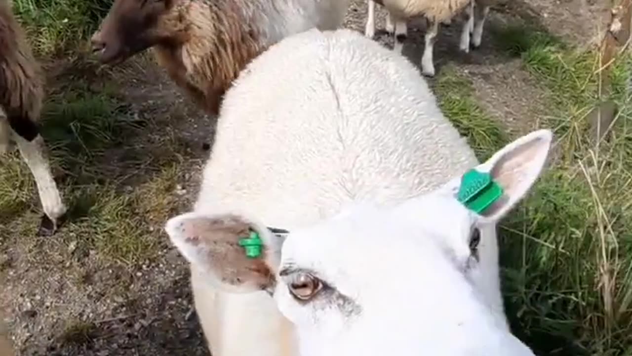 farm animals sounds , sheep 🐑