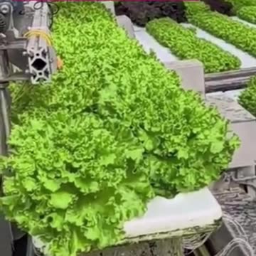 Revolutionary Hydroponic Lettuce Farming Method in China - Advanced Agriculture & Technology!