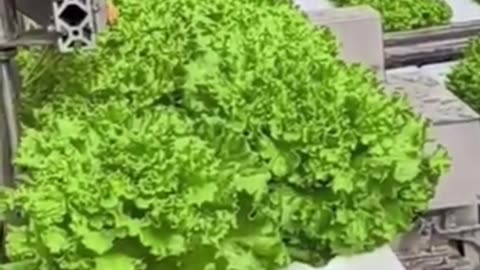 Revolutionary Hydroponic Lettuce Farming Method in China - Advanced Agriculture & Technology!