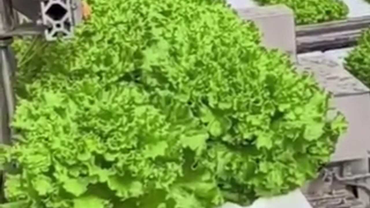 Revolutionary Hydroponic Lettuce Farming Method in China - Advanced Agriculture & Technology!