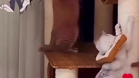 He bit the wrong meat 😂😂😂😂 #viral #funny