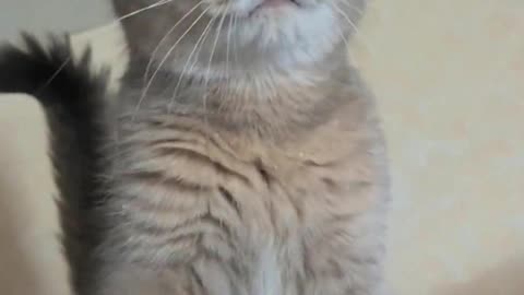 When I secretly ate something and the cat saw it