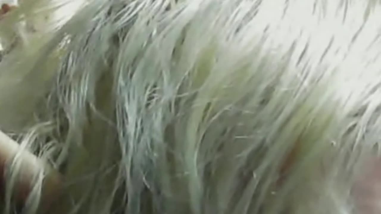 Live with Love, Lumi and Michele