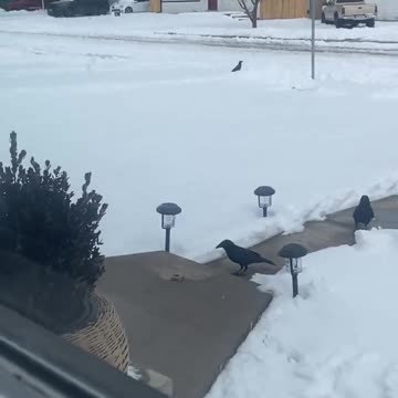 Ravens line up for their turn at picking some almonds
