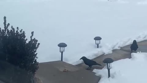 Ravens line up for their turn at picking some almonds