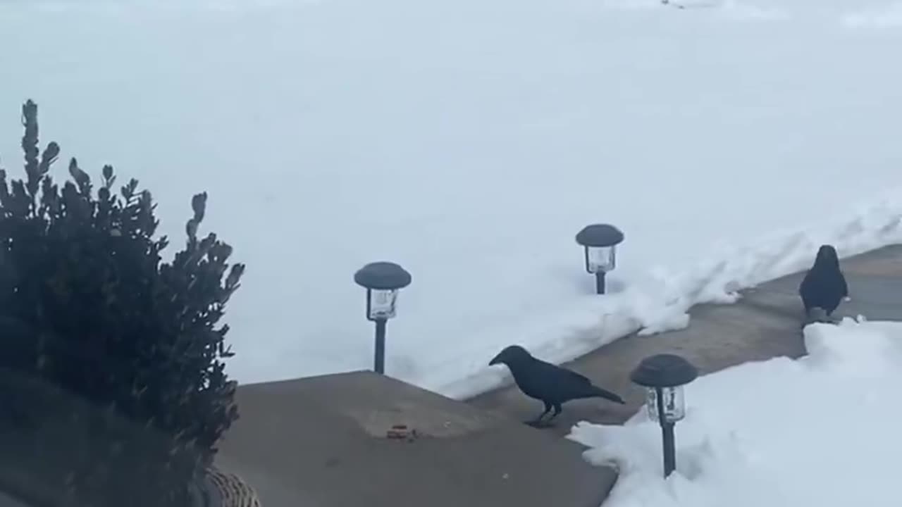 Ravens line up for their turn at picking some almonds
