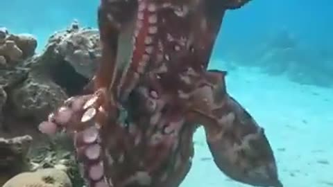 Octopus Mating