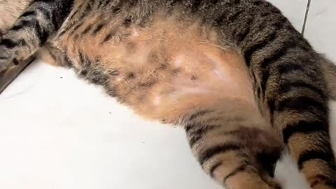 Don't Tease TAIGER #aicat