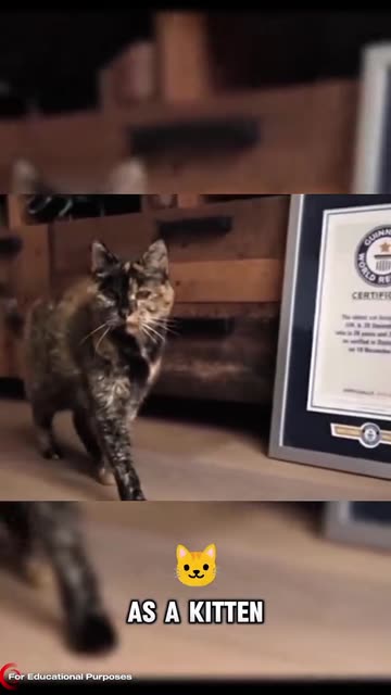 THIS IS FLOSSIE THE OLDEST LIVING CAT IN THE WORLD