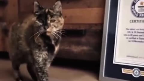 THIS IS FLOSSIE THE OLDEST LIVING CAT IN THE WORLD