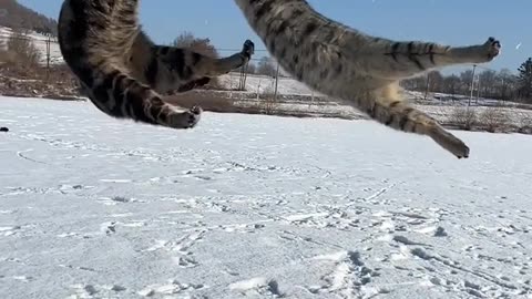 "Divine Cat Catches Bird; such great jumping ability."