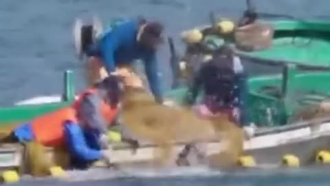 Family of 5 Risso's dolphins with baby slaughtered