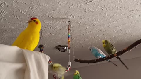 Chocobo Has a Lot to Say