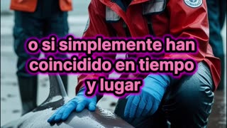 Brote bacteriano mata a más de 400 mamíferos marinos en EE. UU.