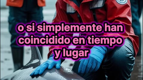 Brote bacteriano mata a más de 400 mamíferos marinos en EE. UU.