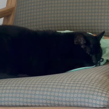 Cute Precious Piper Has Had It for the Day - My Adopted Shelter Cat Vlog #shorts