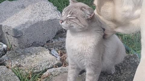 Dog Gives Cat a Very Thorough Cleaning