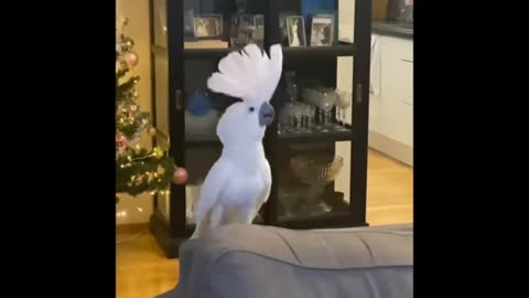 Parrot butiful dancing fanny video