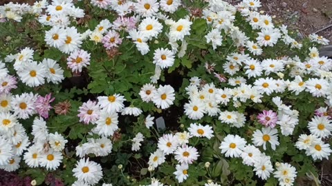 Chrysanthemum Japonense