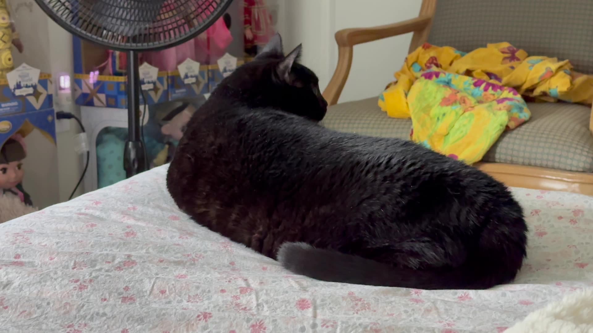 Cute Precious Piper Tries to Improve Her Penmanship - My Adopted Shelter Cat Vlog