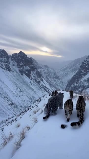 Snow day with my spotted squad. Quiet footsteps, loud vibes. ❄️🐾🏔️ #Spots