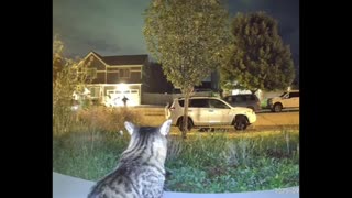 😂🐈 Best Seat in the House! | FunFM