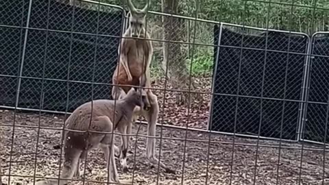 Kangaroo diaries only in Australia 🇦🇺