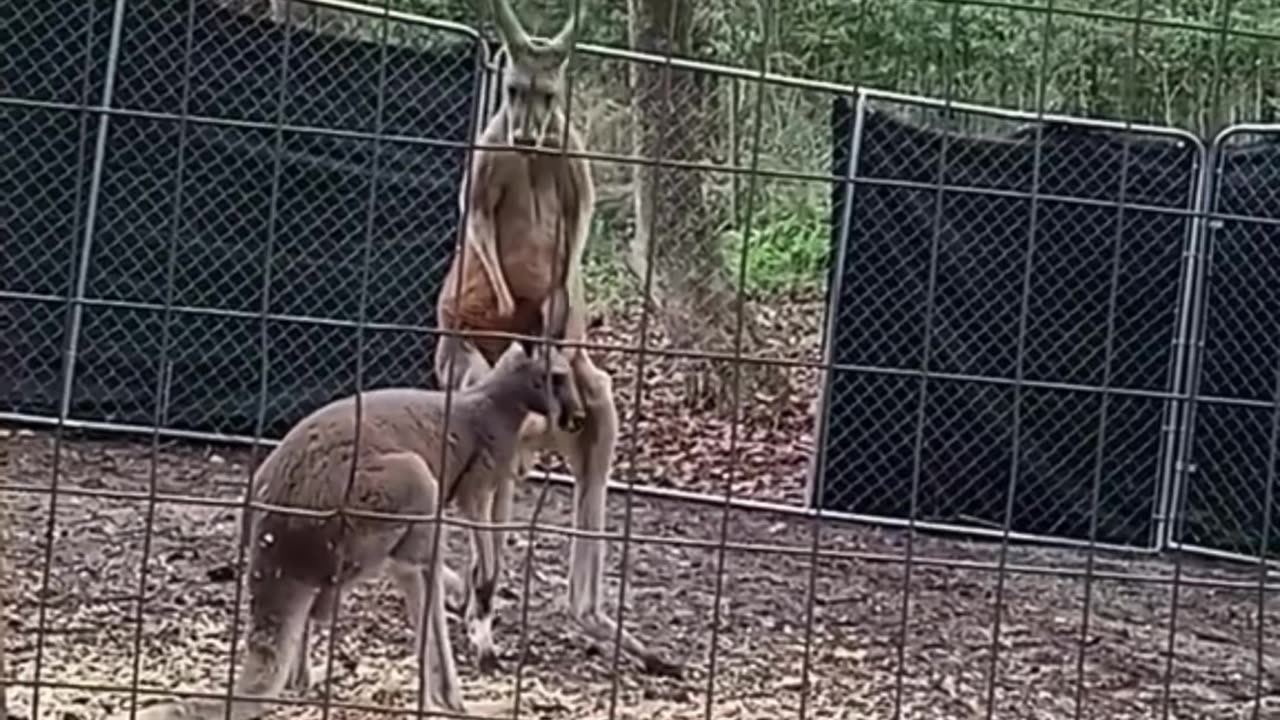 Kangaroo diaries only in Australia 🇦🇺