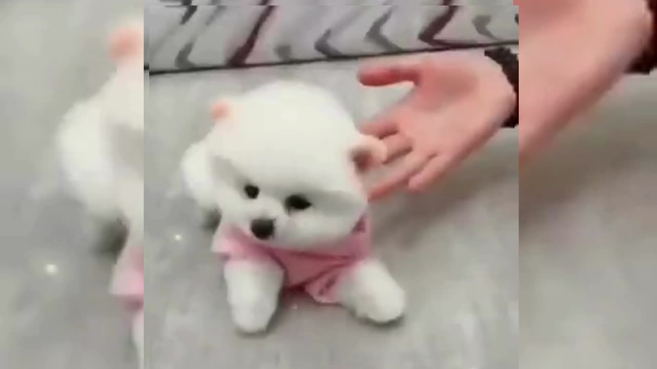 Funny Cute Animals Videos 🐕🦺 Pets, Dogs, 🐱 Cats Compilation 2024