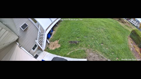 Reolink Elite Floodlight WiFi RAW Video Footage