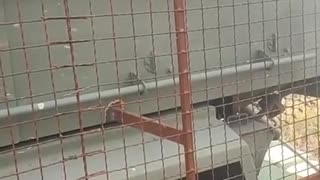 💥🚜 Ukraine Russia War | Destroyed Ukrainian BMC Kirpi in Donbass | RCF