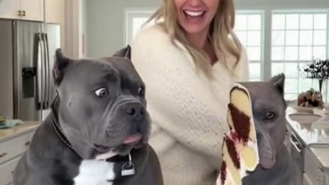 Every Dog Deserves This: The Ultimate Guide All Owners Should Have!