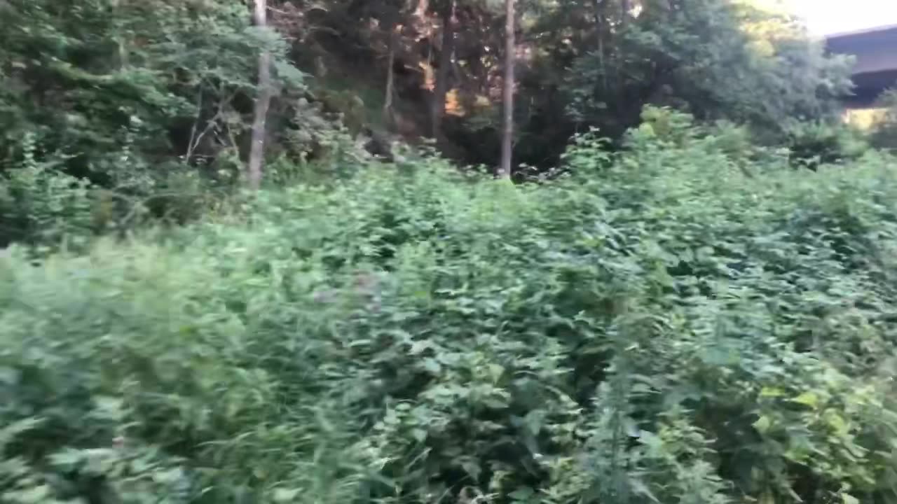 Raspberries are abundant and for FREEEE🥰💕