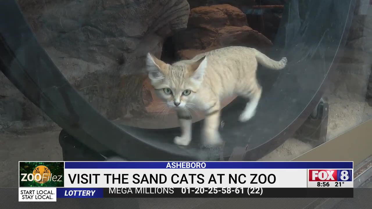 The sand cats at the North Carolina Zoo are cute — but also deadly