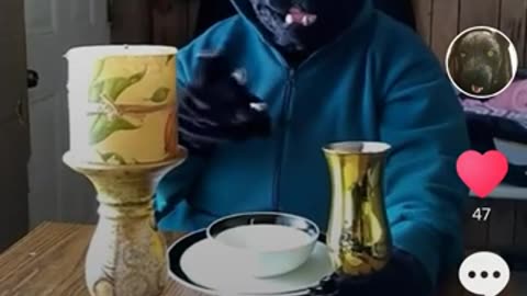 Furry in Tik-Tok (I don't own any of the music)