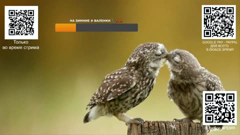 Стрим о зелёных телепузиках, голубом луче, заговоре и поминках чебурашки 😁