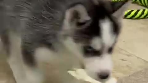 We got Siberian Husky pups!
