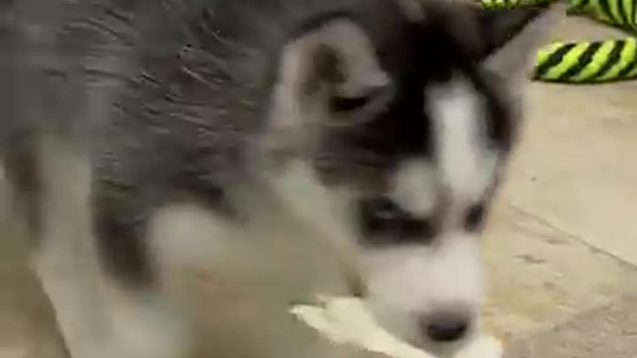 We got Siberian Husky pups!