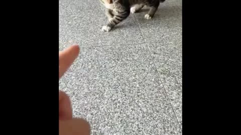 Unstoppable Cuteness Overload: Hilarious and Adorable Animals to Brighten Your Day