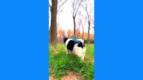 Cute puppy playing Parrot