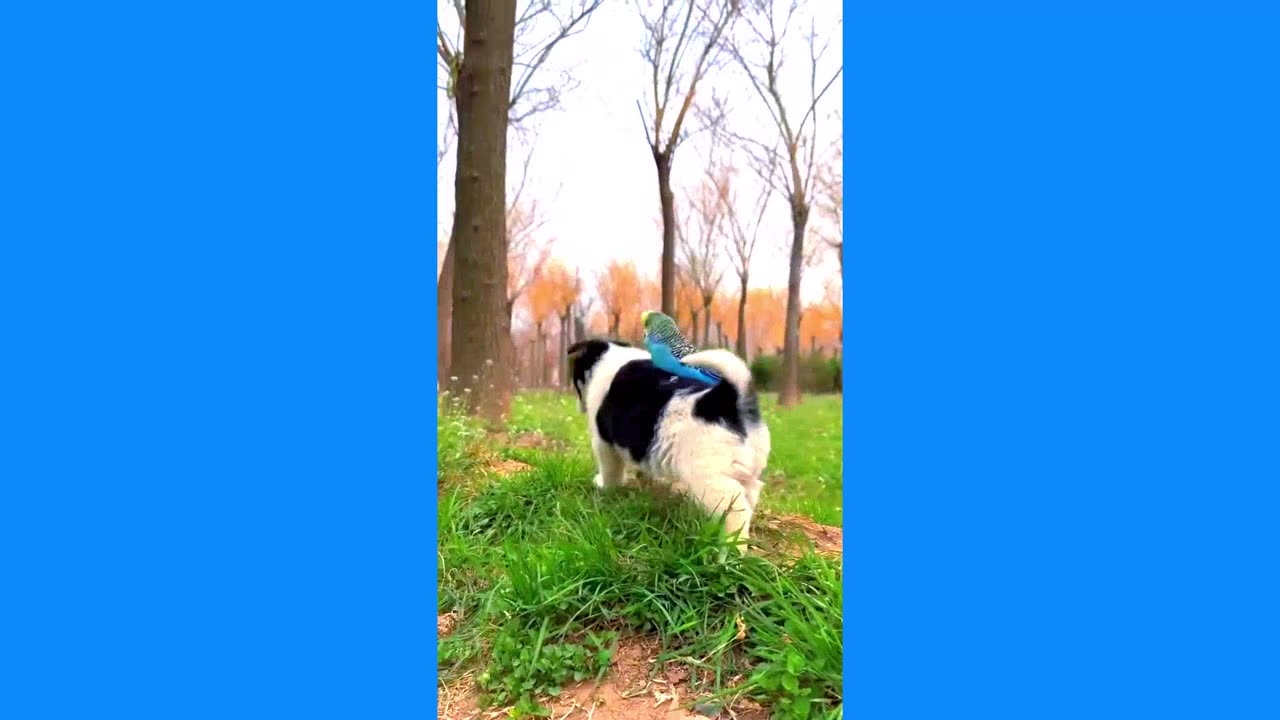 Cute puppy playing Parrot