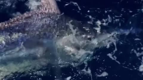 The Final Tug! Watch the Fishing Rod Bend to its Limit!