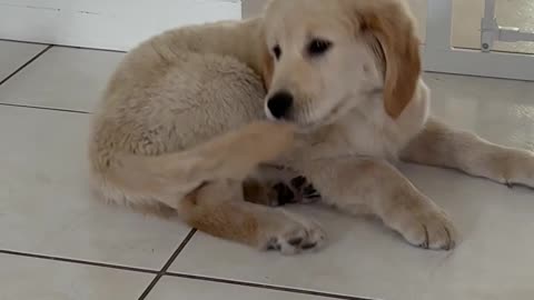 Silly Puppy Somersaults With Caught Tail