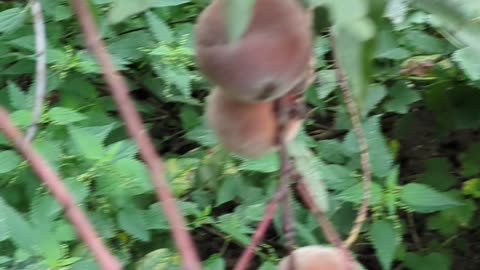 Garten Herbst 2025