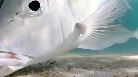 Predation of fish