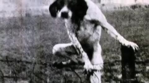 😱🐶 You Won't Believe What This Demon Dog Did! | TheHauntingHour