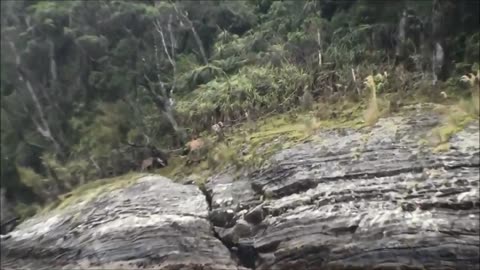 Deer shot from boat while fishing